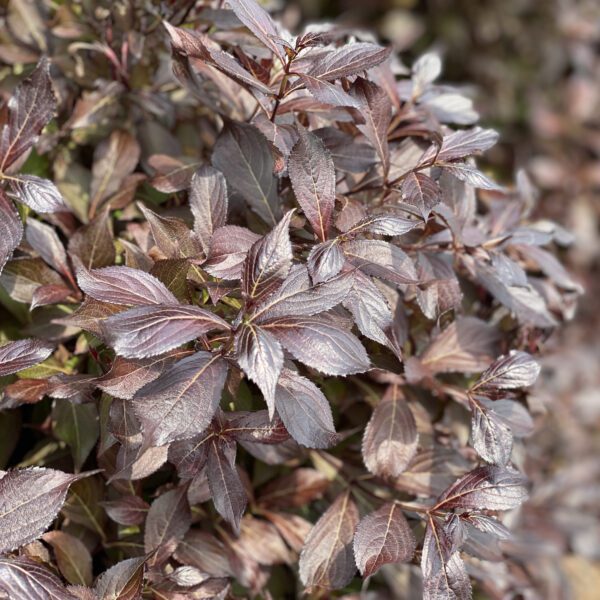 Weigela MIDNIGHT WINE SHINE™ - Shrub