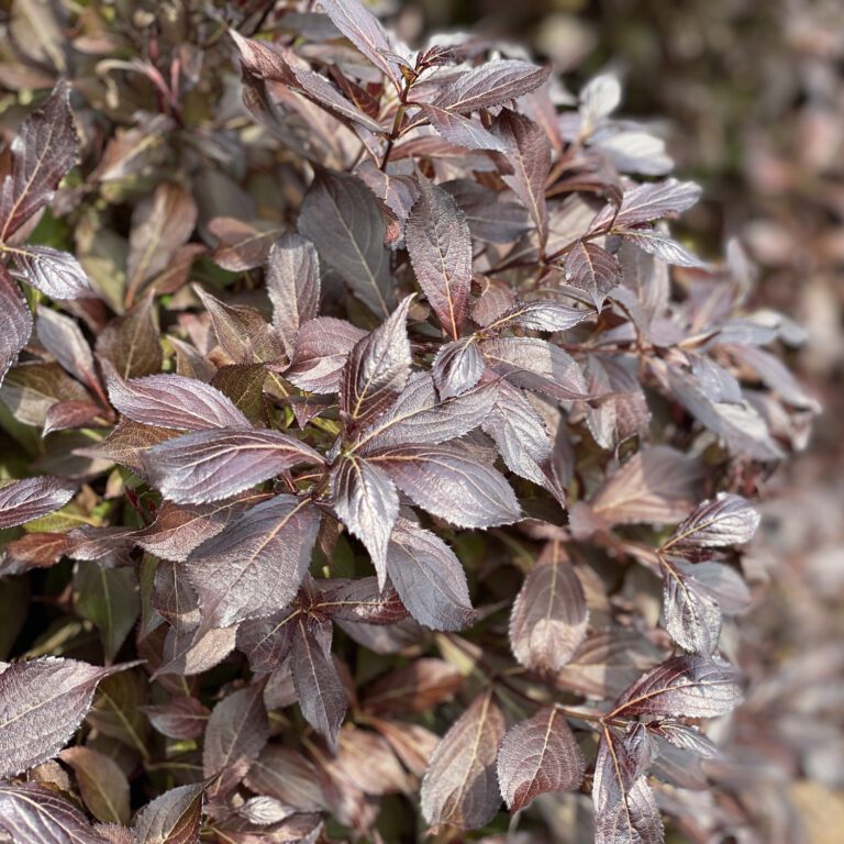 MIDNIGHT WINE SHINE® Weigela Order Online
