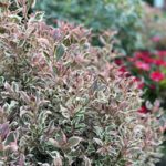 MY PURPLE EFFECT® Weigela