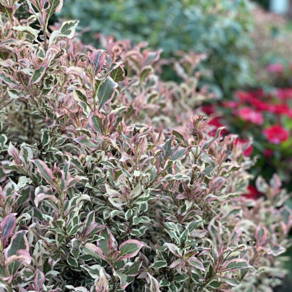 MY MONET PURPLE EFFECT® Weigela - Shrub