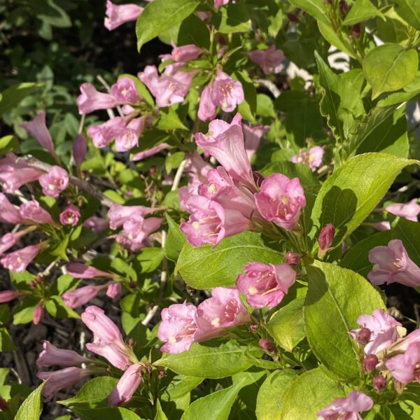 SNIPPET LIME® Weigela - Shrub