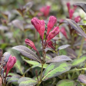 VINHO VERDE™ Weigela - Shrub