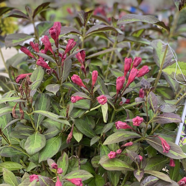 VINHO VERDE™ Weigela - Shrub