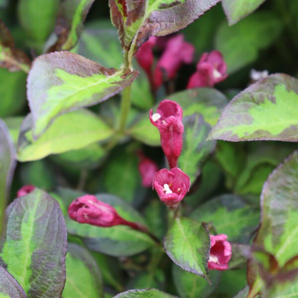 VINHO VERDE™ Weigela - Shrub