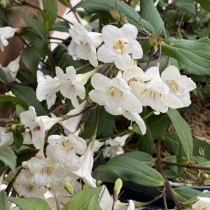 WINE & SPIRITS™ Weigela - Shrub