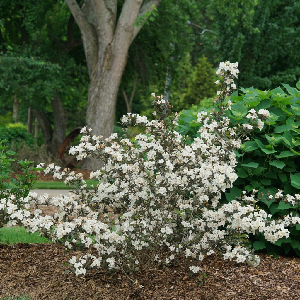 WINE & SPIRITS® Weigela Garden Crossings