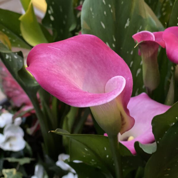 BE MY™ Heart Calla Lily - Annual