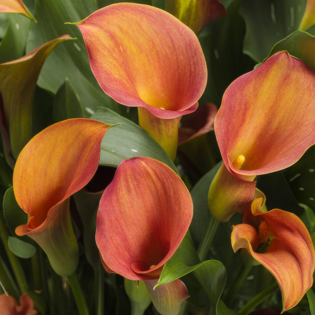 BE MY™ Main Squeeze Calla Lily - Annual