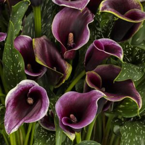 BE MY™ Prince Calla Lily - Annual