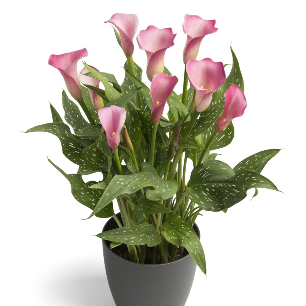 BE MY™ Princess Calla Lily - Annual