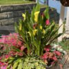 BE MY™ Sunshine Calla Lily - Annual