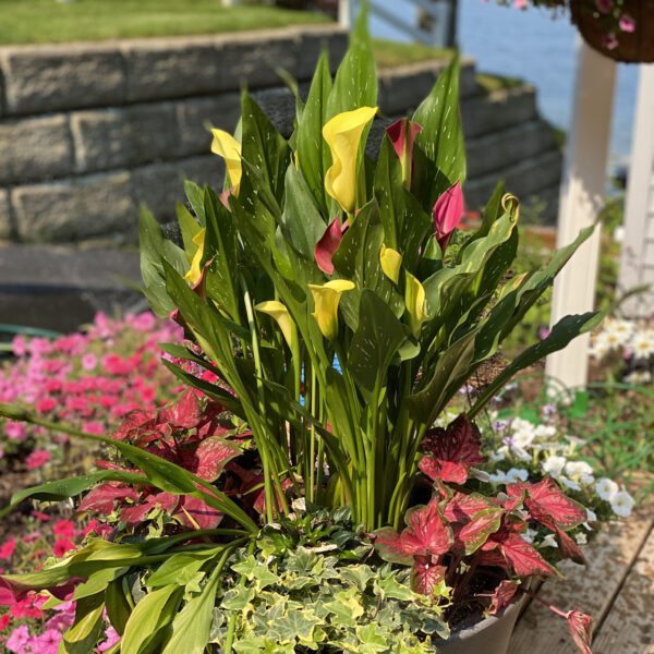 BE MY™ Sunshine Calla Lily - Annual