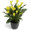 BE MY™ Sunshine Calla Lily - Annual
