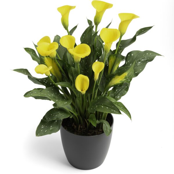 BE MY™ Sunshine Calla Lily - Annual