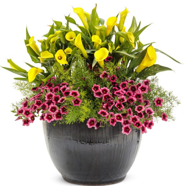 BE MY™ Sunshine Calla Lily - Annual
