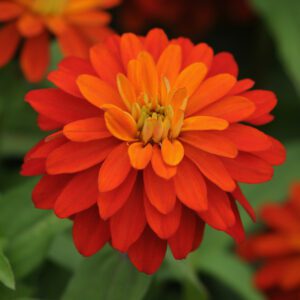 ZAHARA® Double Fire Zinnia - Annual