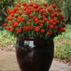 ZAHARA® Double Fire Zinnia - Annual