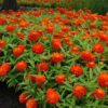 ZAHARA® Double Fire Zinnia - Annual