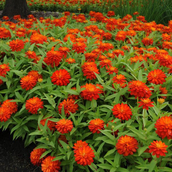 ZAHARA® Double Fire Zinnia - Annual