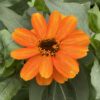 ZAHARA® Double Fire Zinnia - Annual