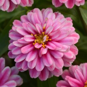 Zinnia