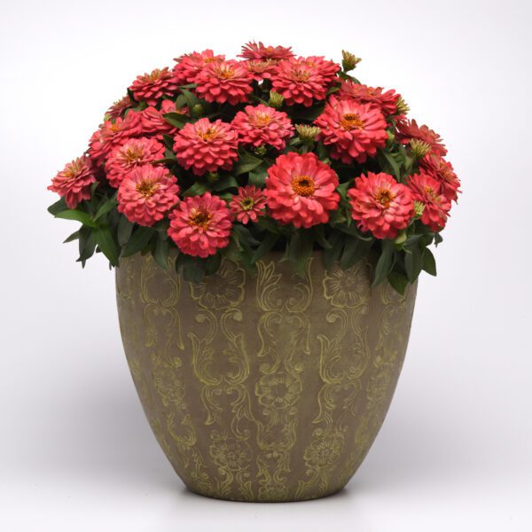 ZAHARA® Double Salmon Zinnia - Annual