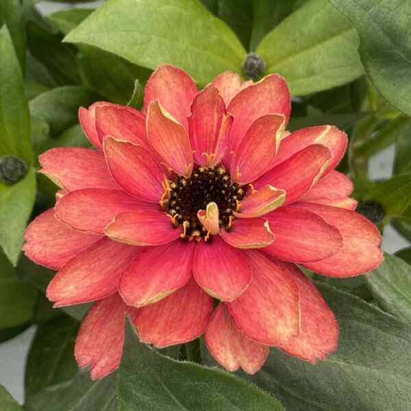 ZAHARA® Double Salmon Zinnia - Annual