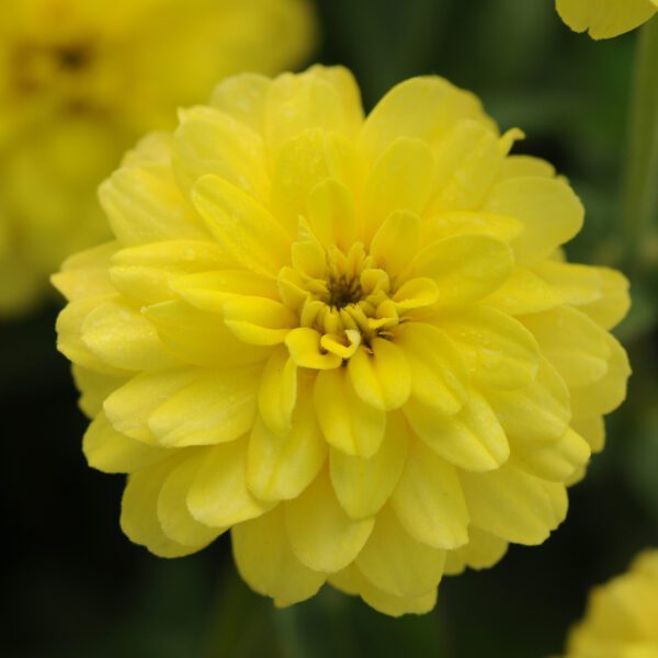 ZAHARA® Double Yellow Zinnia - Annual