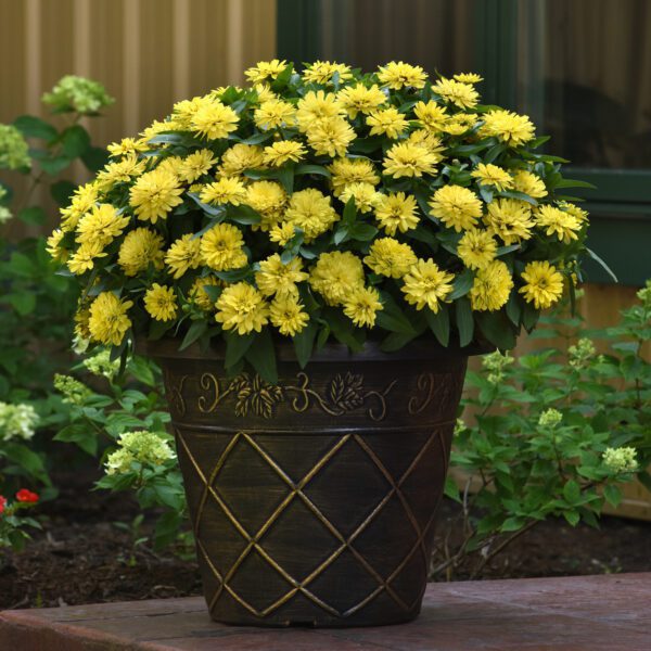 ZAHARA® Double Yellow Zinnia - Annual