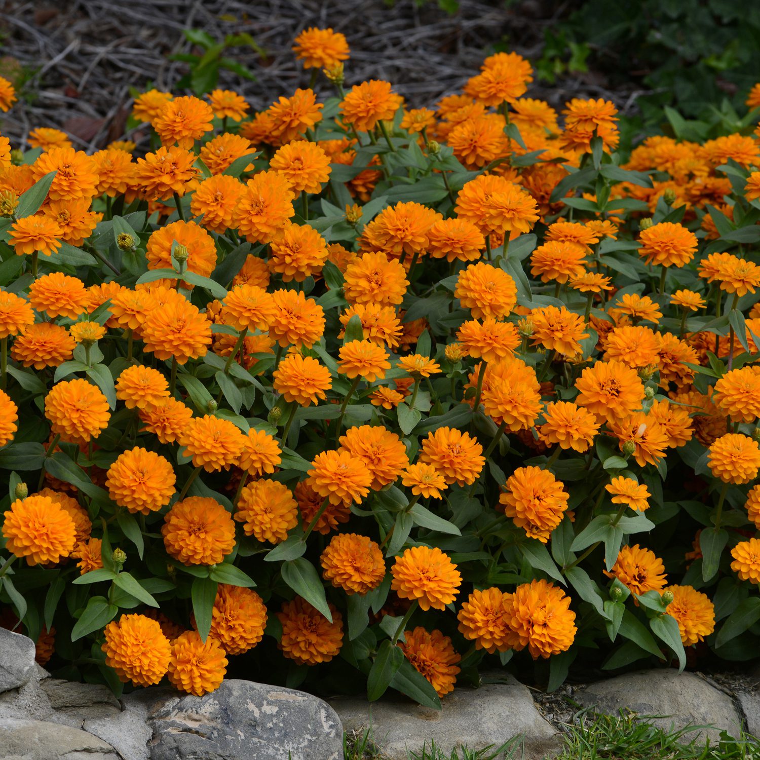 シルクスクリーン　JOHN BOTZ ジョン ボッチ　Zinnia Garden シルクスクリーン JOHN BOTZ ジョン ボッチ Zinnia Garden John Botz