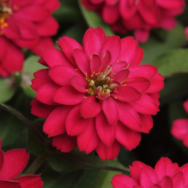 ZAHARA® Double Cherry Zinnia - Annual