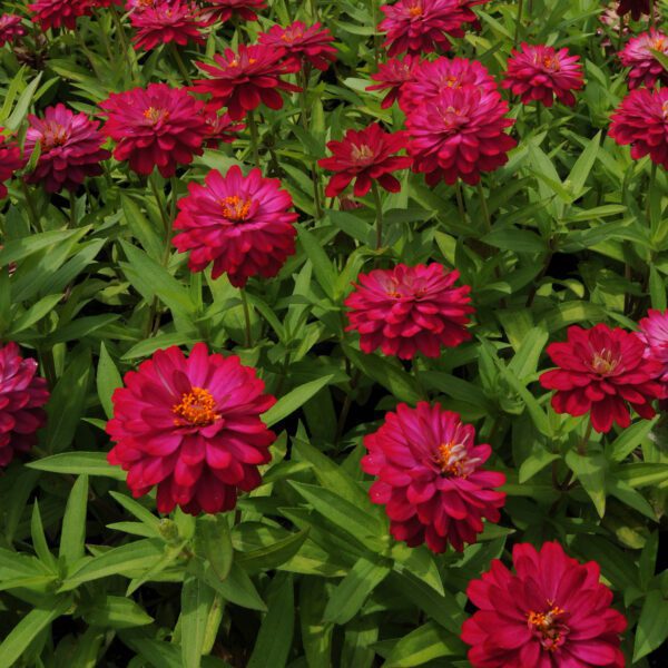 ZAHARA® Double Cherry Zinnia - Annual