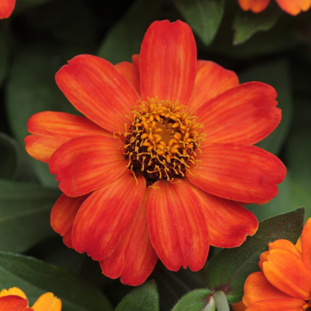ZAHARA® Fire Zinnia - Annual