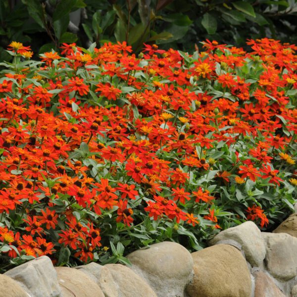 ZAHARA® Fire Zinnia - Annual