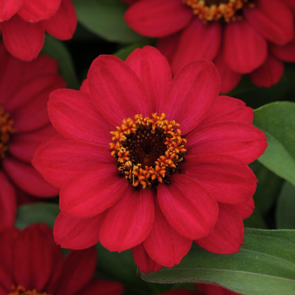 ZAHARA® Raspberry Zinnia - Annual