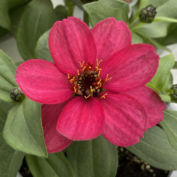 ZAHARA® Raspberry Zinnia - Annual