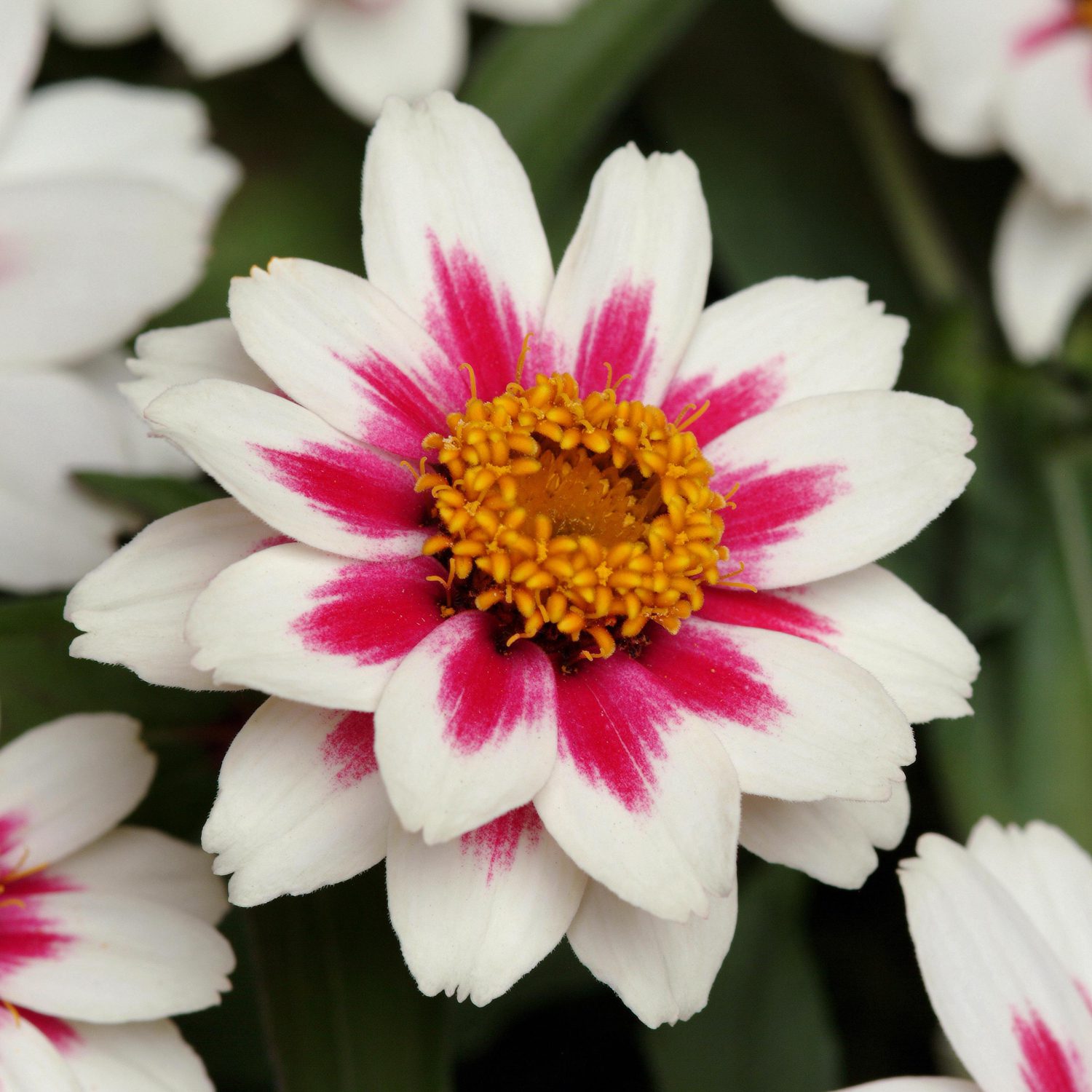 ZAHARA® Starlight Rose Zinnia