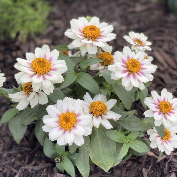 ZAHARA® Starlight Rose Zinnia - Annual