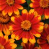 ZAHARA® Sunburst Zinnia - Annual