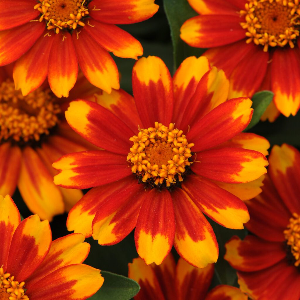 ZAHARA® Sunburst Zinnia - Annual