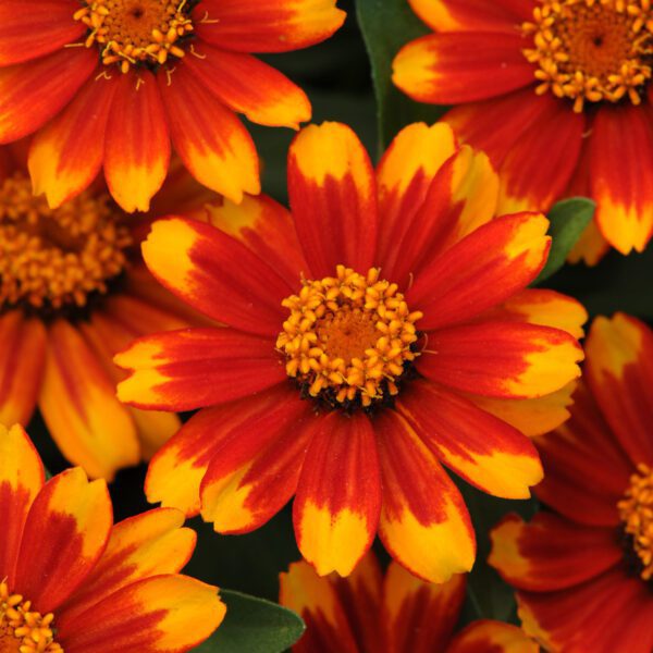 ZAHARA® Sunburst Zinnia - Annual