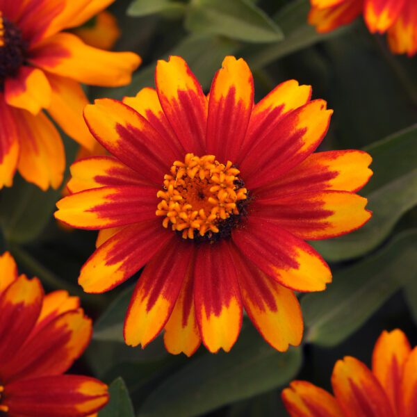 ZAHARA® Sunburst Zinnia - Annual