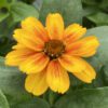 ZAHARA® Sunburst Zinnia - Annual