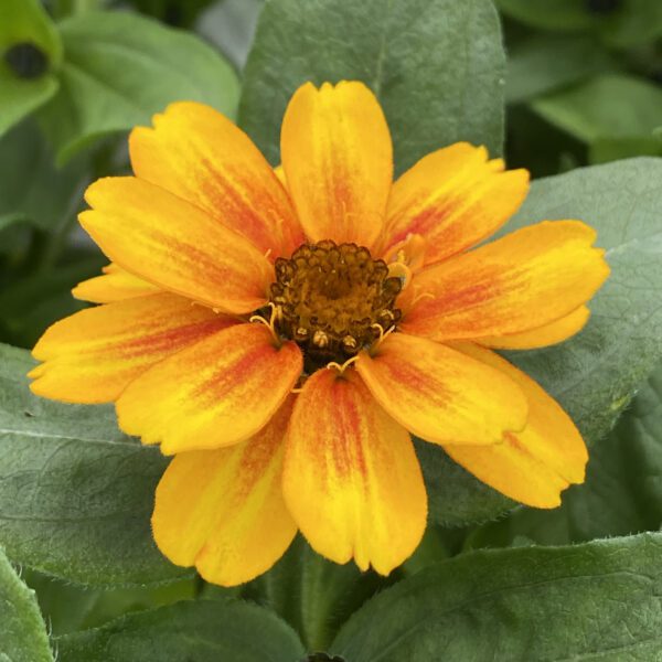 ZAHARA® Sunburst Zinnia - Annual