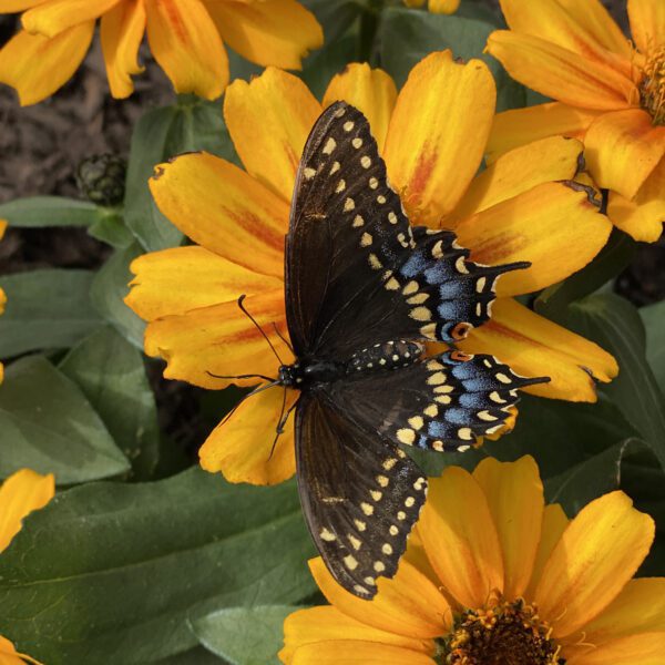 ZAHARA® Sunburst Zinnia - Annual