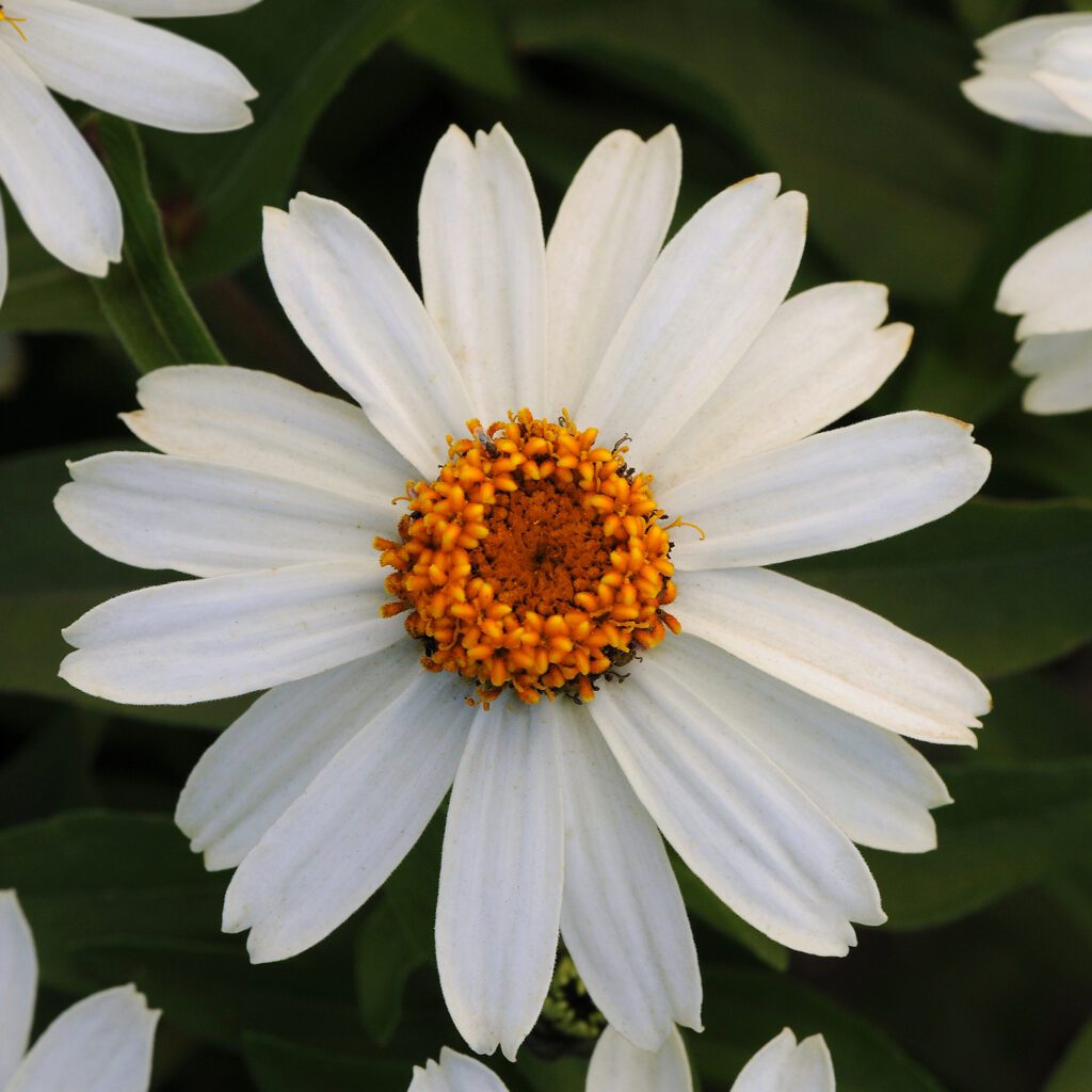 ZAHARA® White Zinnia - Annual