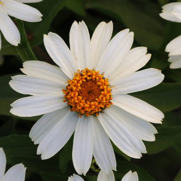 ZAHARA® White Zinnia - Annual