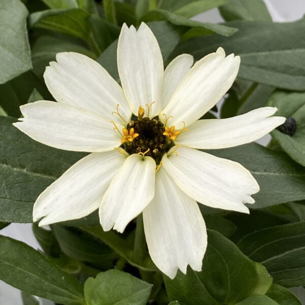 ZAHARA® White Zinnia - Annual