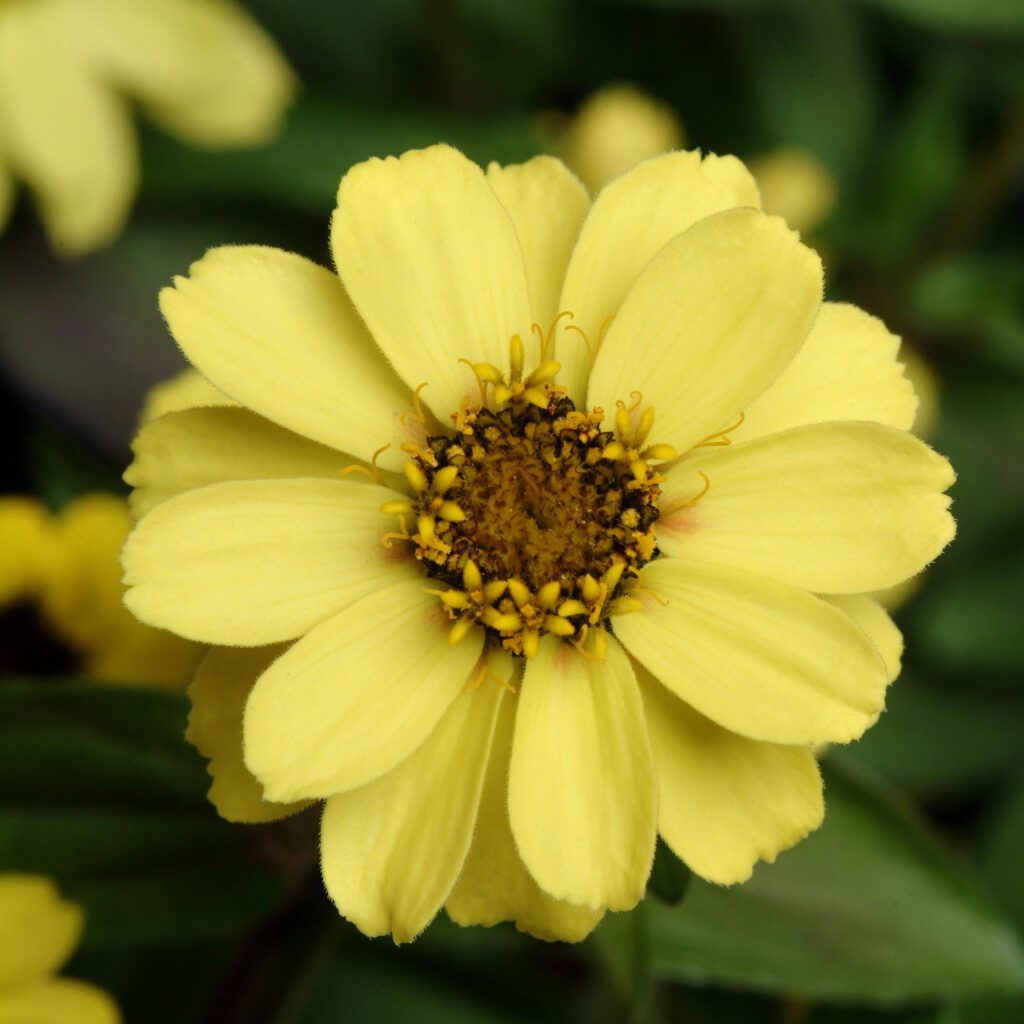 ZAHARA® Yellow Zinnia - Annual