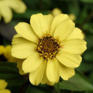 ZAHARA® Yellow Zinnia - Annual